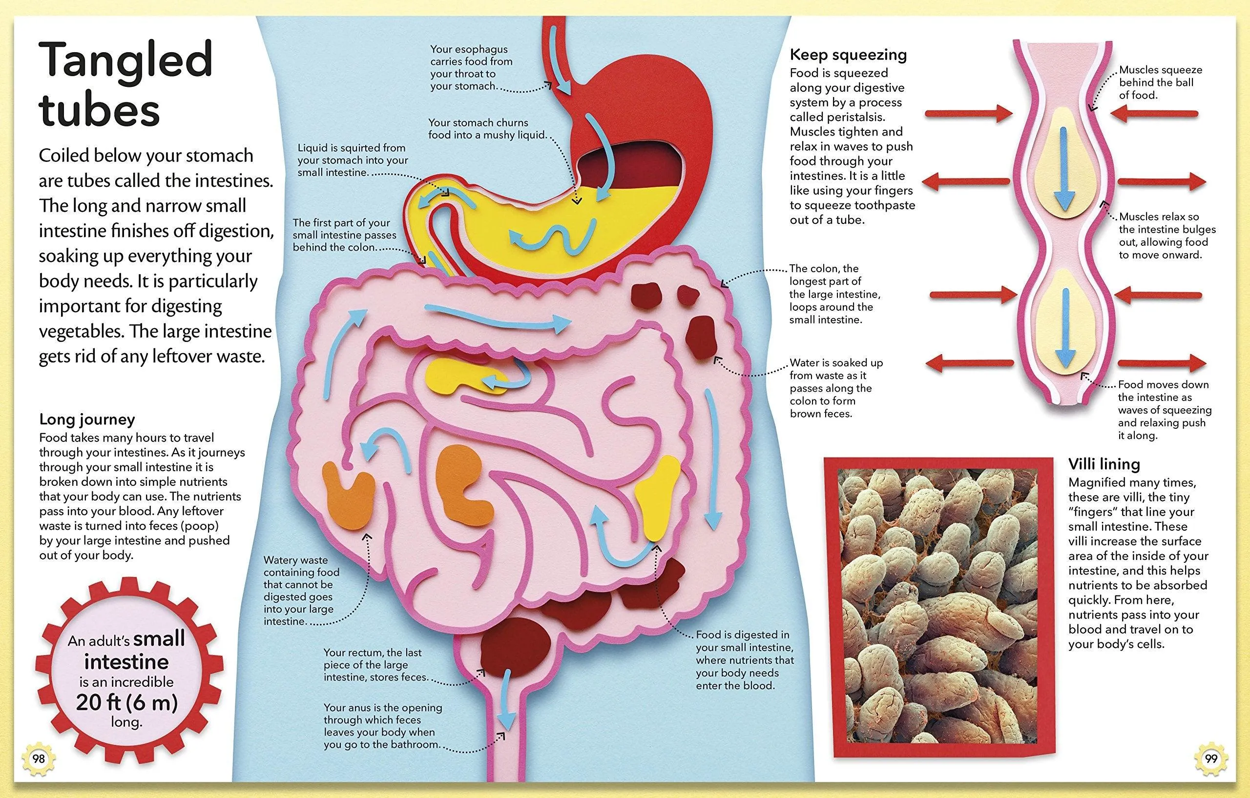 My Amazing Body Machine - A Colorful Visual Guide to How Your Body Works