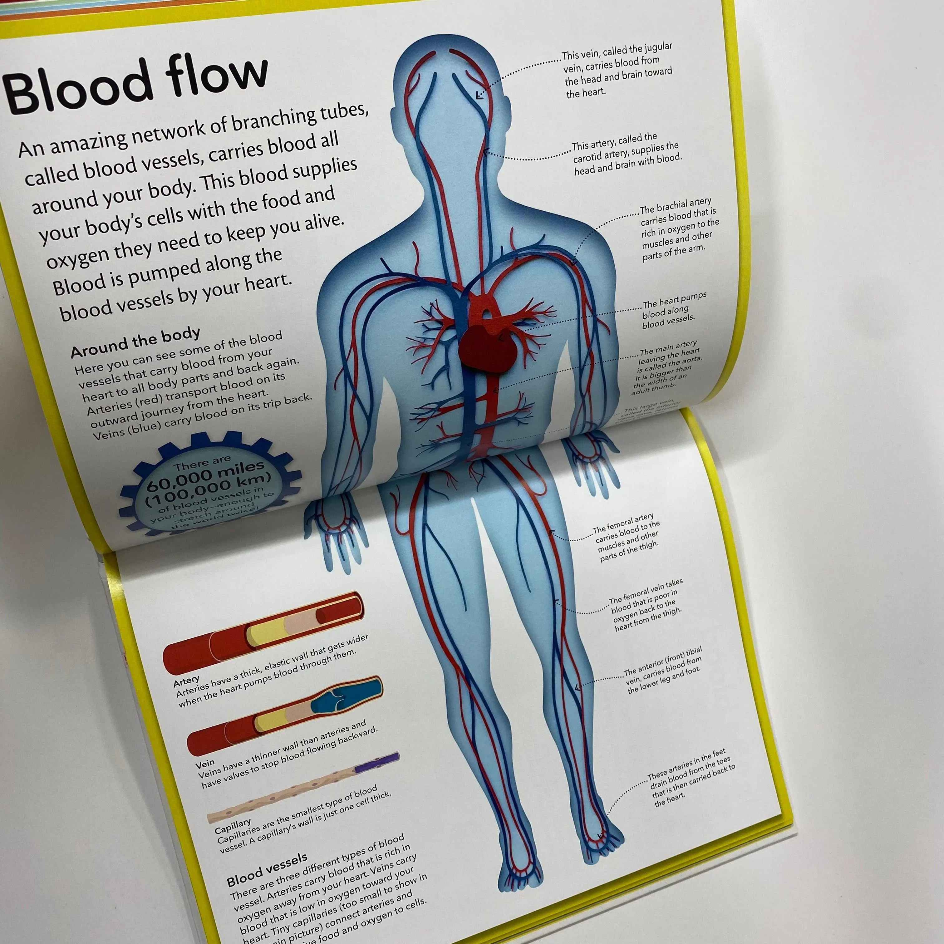 My Amazing Body Machine - A Colorful Visual Guide to How Your Body Works